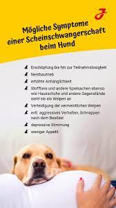 Sobald der grenzwert im blut von 4.5 ng/ml progesteron überschritten ist, kann die hündin zum decken geschickt werden. Scheintrachtigkeit Beim Hund Ein Problem Was Ist Zu Tun