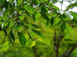 Cerejeira Folha Ramos De Flores Foto Gratuita No Pixabay O início da floração das cerejeiras marca o fim do inverno e a chegada da primavera. cerejeira folha ramos de flores foto