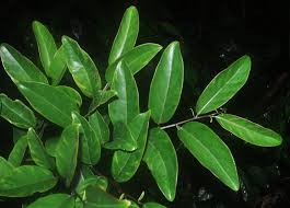 Image result for Anisophylleaceae