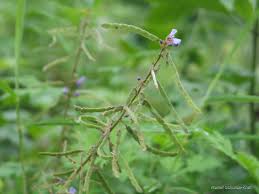 Image result for Desmodium