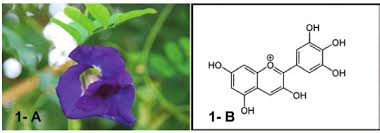 EFFECT OF USING AQUEOUS CRUDE EXTRACT FROM BUTTERFLY PEA FLOWERS (CLITORIA  TERNATEA L.) AS A DYE ON ANIMAL BLOOD SMEAR STAINING