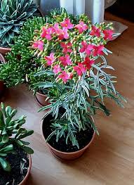 Image result for Kalanchoe laciniata
