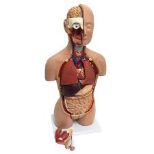 Media in category muscles of the human torso. Human Torso Model Tabletop Size Realityworks
