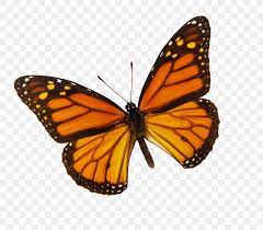 Draw a small flat oval for the head. Monarch Butterfly Drawing Color Clip Art Png 4364x3819px Butterfly Animal Migration Arthropod Brush Footed Butterfly Butterflies