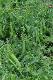 Image result for Pisum