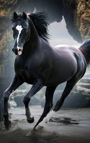 Pin By Ozcan Kuyucu On At Resimleri Horses Beautiful Arabian Horses Pretty Horses