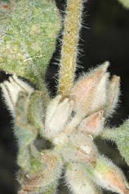 Image result for Glinus lotoides