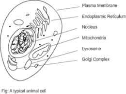 A typical animal cell shape. Cell Structure And Functions Parts Plant Animal Cell Videos Examples