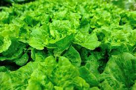 15 july 1 1 lb. Lettuce Growing Season How And When To Plant Lettuce