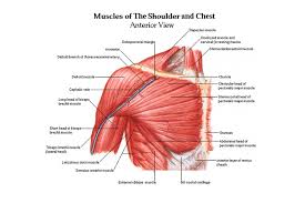 Below are two human body muscle diagrams, showing the front and the neck muscles and massive triangular muscles of the back stabilise the head and shoulders and permit a range of complex movements. 10 Best Shoulder Exercises For Men Man Of Many