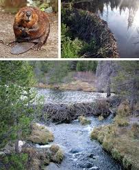 Amazing Animal Architect Beaver Beaver Dam North American Beaver