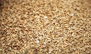 Image result for Avena