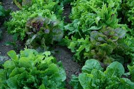 I love looseleaf, romaine and butterhead varieties and enjoy all the various leaf colors and textures. How To Grow Lettuce Growing Lettuce Garden Lettuce Lettuce Plants