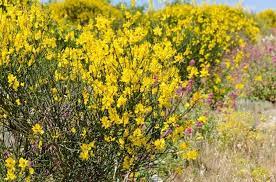 Spartium Junceum Spanish Broom Spanish Broom Rush Broom Weaver S Broom Mediterranean Plants Mediterrane Mediterranean Plants Spanish Broom Canola Flower