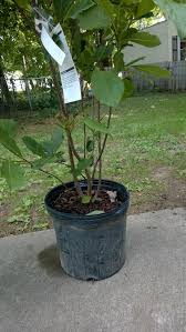 Prune as needed immediately after flowering. Transforming Magnolia Jane Shrub Into A Tree Info Needed