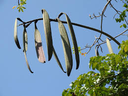 Image result for Oroxylum indicum