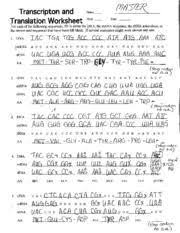 2 nd fill in the correct mrna 5 th the answer to the questions about. Biology Transcription And Translation Worksheet Worksheets Are Def In 2021 Transcription And Translation Dna Transcription And Translation Persuasive Writing Prompts