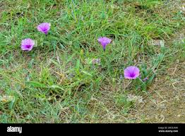Image result for Ipomoea crassipes