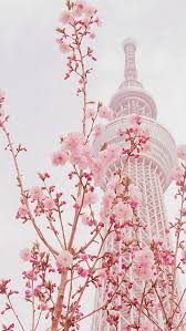 Japan Aesthetics On Twitter In 2020 Anime Cherry Blossom Wallpaper Aesthetic Wallpapers
