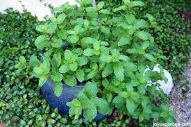 So far, what we know is that in plants it is more to do with microtubules structural components of the cell, responding to stretch and mechanical plants are supremely adapted for doing exactly what they need to do. Tips For Growing Mojito Mint Mentha X Villosa Joy Us Garden