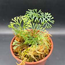 Image result for Elaphoglossum spathulatum