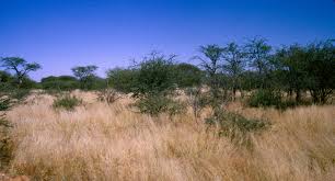 Image result for Megaloprotachne albescens