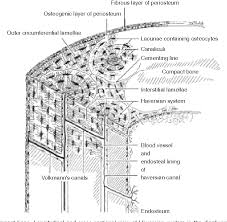 From wikimedia commons, the free media repository. Figure 1 From Physical Activity In The Prevention And Amelioration Of Osteoporosis In Women Semantic Scholar