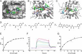 Two monoclonal antibodies to actin: Small Molecule Targeting Cdc42 Intersectin Interaction Disrupts Golgi Organization And Suppresses Cell Motility Pnas
