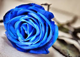 How to grow rose from cutting. 3 Interesting Facts About Beautiful Blue Roses
