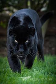 Sheer Majesty By Chikrata On Deviantart Scary Animals Animals Beautiful Black Jaguar