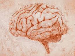 Diplomado Neuroanatomía Humana 2021 – Sociedad Chilena de Neurociencia –  Chilean Society for Neuroscience