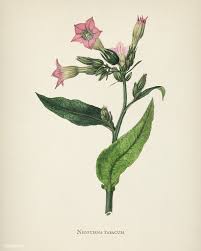 Public Domain Nicotiana Tabacum Illustration From Medical Botany 1836 By John Stephenson And James Morss Churchill Ilustraciones Botanicas Botanica Flores