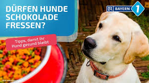 Dieser natürliche instinkt schützt den hund vor gefahren, denn ausreichenden überblick über das revier erreicht man nur mit einer gewissen höhe. Hund Bett Hygiene Der Hund Schlaft Mit Im Bett Eklig Oder Nicht Bayern 1 Radio Br De