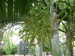 Image result for Dypsis lutescens