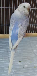 Pin On Budgies