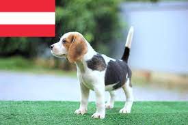 beagle zuchter in osterreich beaglehund de