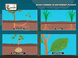 Buds Formed In Plants Vegetative Propagation Biology Youtube