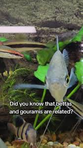 Faqs On Anabantoids/Gouramis And Relatives 2