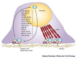 For yoona, for jessica.\nkeeping my faith sy lim. The Lim Domain From The Cytoskeleton To The Nucleus Nature Reviews Molecular Cell Biology