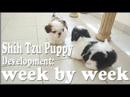In addition to coat care, you will also need to care for your shih tzu mix's nails, ears, and teeth. Shih Tzu Puppy Development Week By Week Youtube
