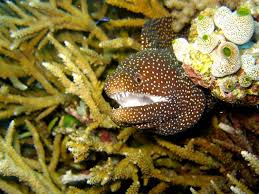 Moray Eel Bite