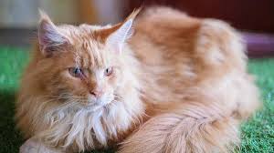 Why choose salty coons maine coon kittens? Registered Maine Coon Breeders You Can Trust Maine Coon Central