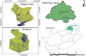 Image result for Urelytrum agropyroides