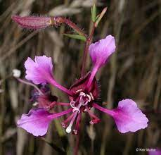 Elegant Clarkia Clarkia Unguiculata Woodland Clarkia Mountain Garland Elegant Farewell To Spring California Plants Understory Plants Habitat Garden