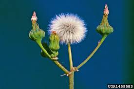 Image result for Sonchus oleraceus