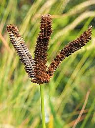 Image result for Eleusine coracana