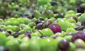 Le Matin L Impact De La Solution Olivecept Sur Les Rendements Prouvee
