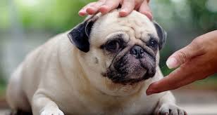 Here are some symptoms of stomach cancer in dogs to look out for: Dog Heart Disease Cesar S Way