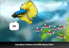 How Many Ember Tetras In A 10 Gallon Tank Can You Keep? - Badman'S Tropical  Fish