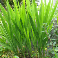 Image result for Bertiera aethiopica